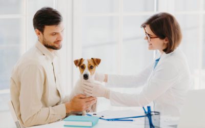 Starting your own vet practice: five key questions to ask yourself before you take the plunge